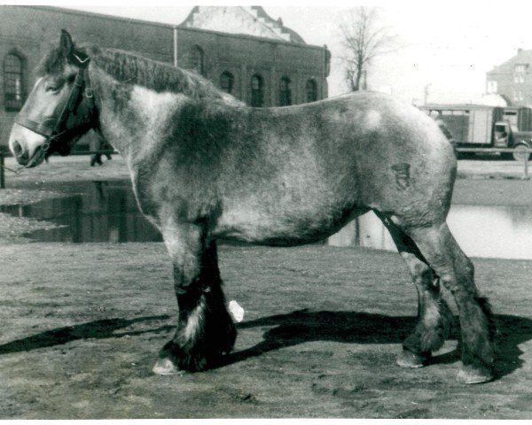 horse Olga von Haus Field (Rhenish-German Cold-Blood, 1944, from Gamin du Onze RS (S) 362)