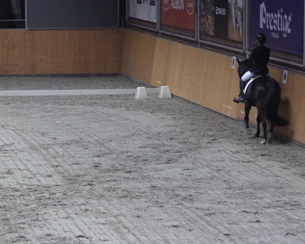 Reitturnier Güstrow/Cavallo Arena 2024
