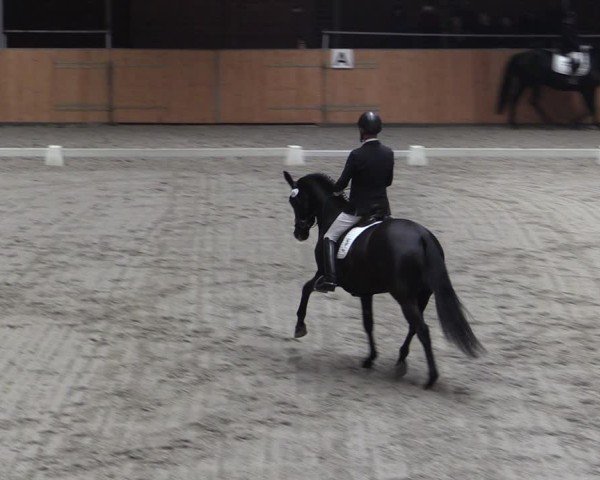 Reitturnier Güstrow/Cavallo Arena  2024