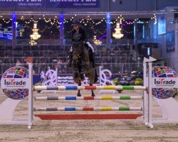 jumper Selina Palue (Westphalian, 2015, from Singulord Joter)