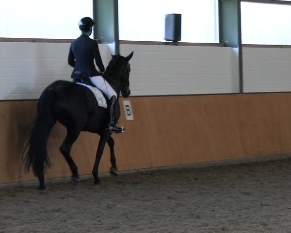 Reitturnier Frechen-Bachem 2024