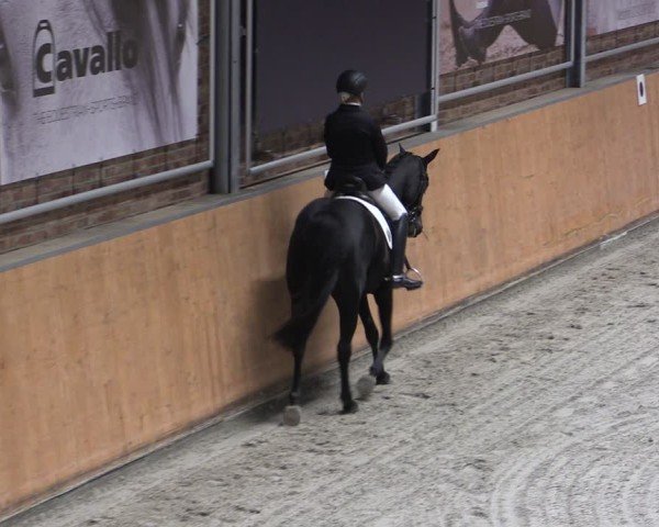 Reitturnier Güstrow/Cavallo Arena 2024