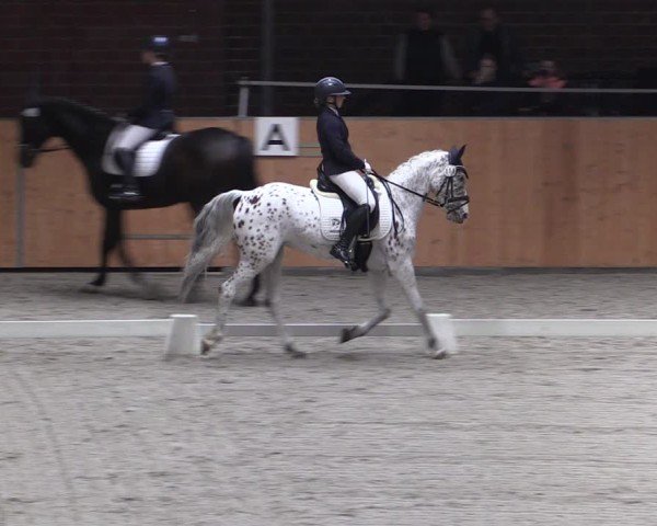 Reitturnier Güstrow/Cavallo Arena  2024