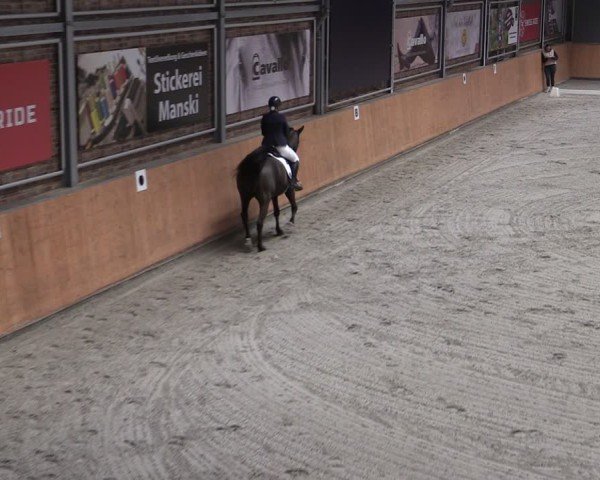 Reitturnier Güstrow/Cavallo Arena  2024