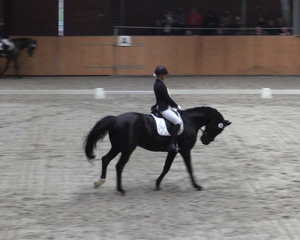 Reitturnier Güstrow/Cavallo Arena  2024