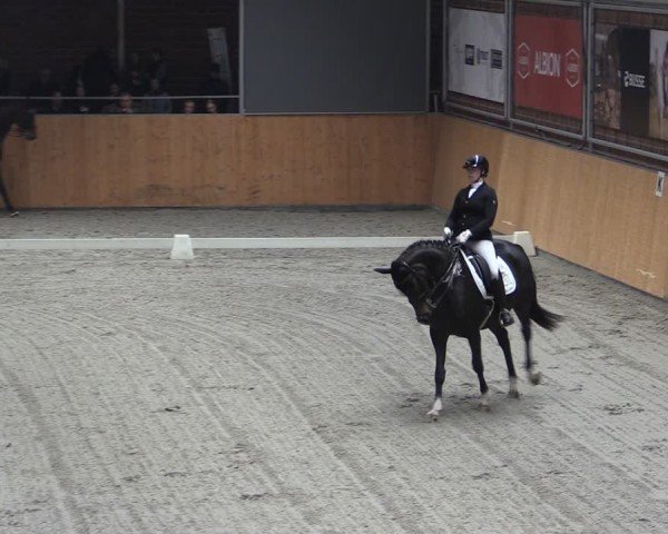 Reitturnier Güstrow/Cavallo Arena 2024