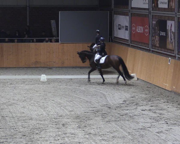 Reitturnier Güstrow/Cavallo Arena  2024