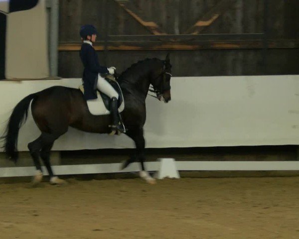 Reitturnier Marl, Hof Rohmann 2024