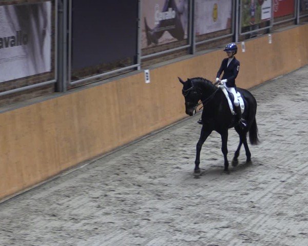Reitturnier Güstrow/Cavallo Arena  2024