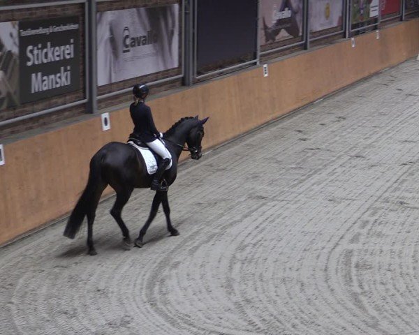 Reitturnier Güstrow/Cavallo Arena  2024