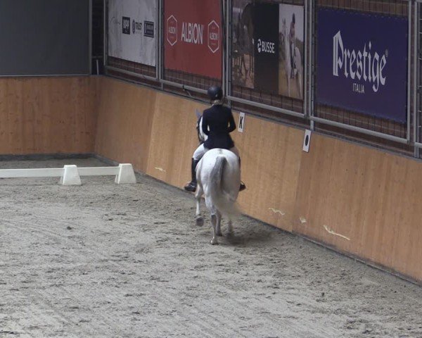 Reitturnier Güstrow/Cavallo Arena  2024