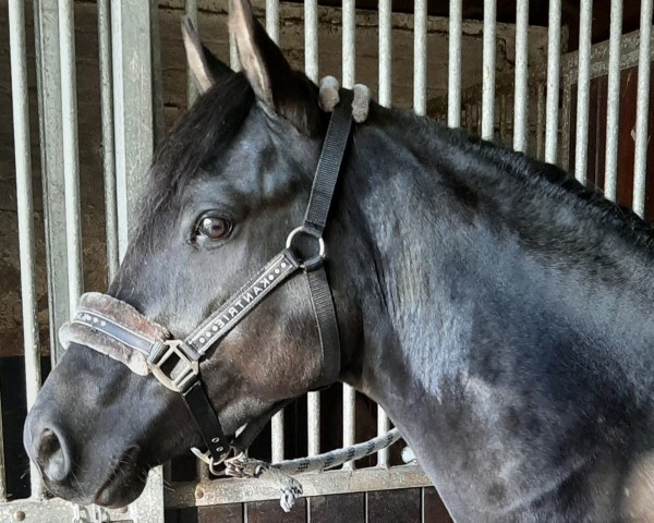 Dressurpferd Denzel San (Deutsches Reitpony, 2021, von D-Gold AT NRW)