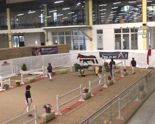 Oberösterreichisches Freispringchampionat 2024/ Pferdezuchtverband Stadl Paura