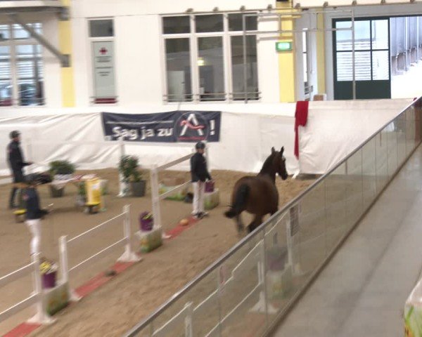 Oberösterreichisches Freispringchampionat 2024/ Pferdezuchtverband Stadl Paura