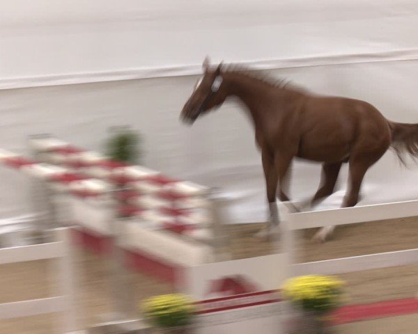 Oberösterreichisches Freispringchampionat 2024/ Pferdezuchtverband Stadl Paura