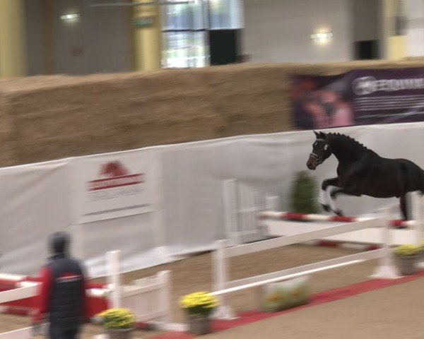 Oberösterreichisches Freispringchampionat 2024/ Pferdezuchtverband Stadl Paura