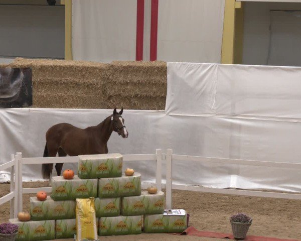 Oberösterreichisches Freispringchampionat 2024/ Pferdezuchtverband Stadl Paura