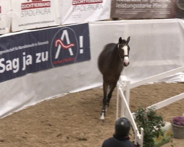 Oberösterreichisches Freispringchampionat 2024/ Pferdezuchtverband Stadl Paura