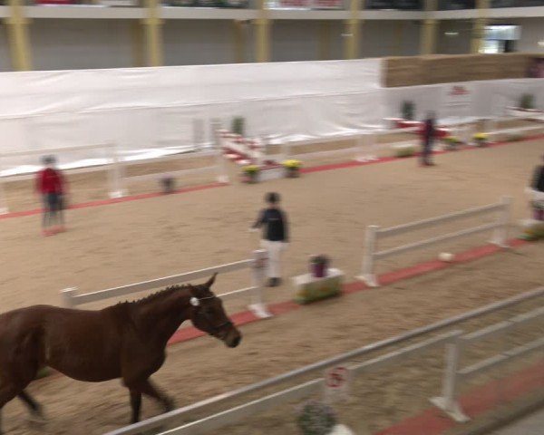 Oberösterreichisches Freispringchampionat 2024/ Pferdezuchtverband Stadl Paura
