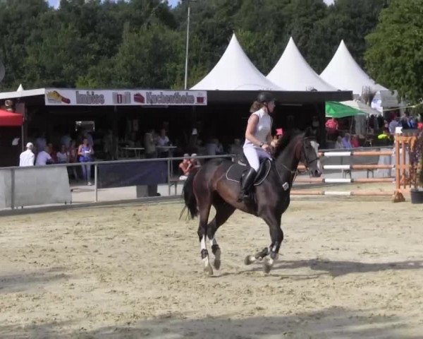 Vinnummer Reitertage 2013