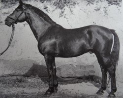 stallion Totilas (Trakehner, 1938, from Pythagoras)