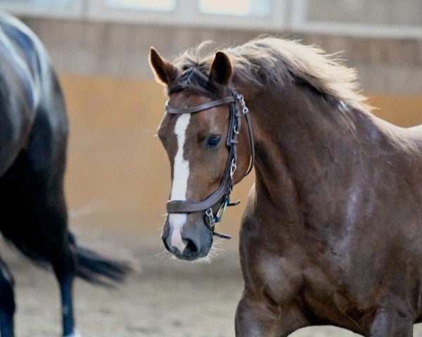 jumper Starpower Thirza (German Riding Pony, 2013, from Carnuet)