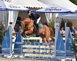 Springpferd Orion Luzicky (Tschechisches Warmblut, 2018)