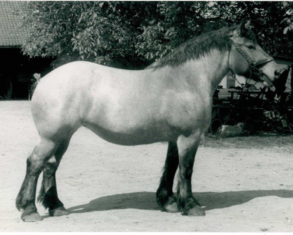 Pferd Uledia von Hoenmannshof (Rheinisch-Deutsches Kaltblut, 1949, von Gamin du Onze RS (S) 362)