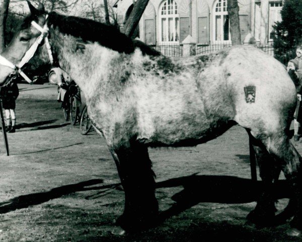 Pferd Ulla von Selsterhof (Rheinisch-Deutsches Kaltblut, 1949, von Gamin du Onze RS (S) 362)