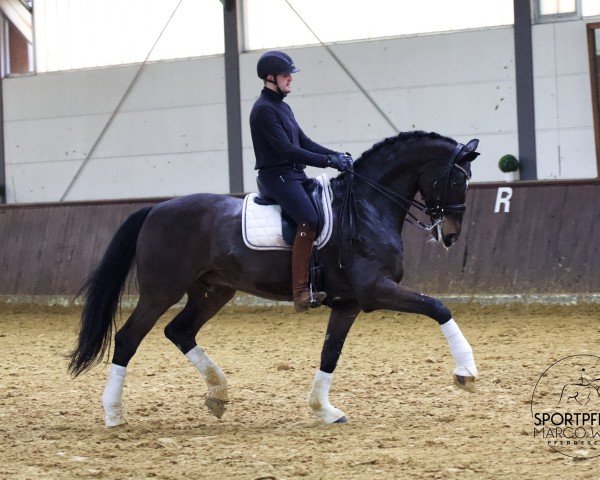 dressage horse Raver 2 (Oldenburg, 2011, from Rosengold)