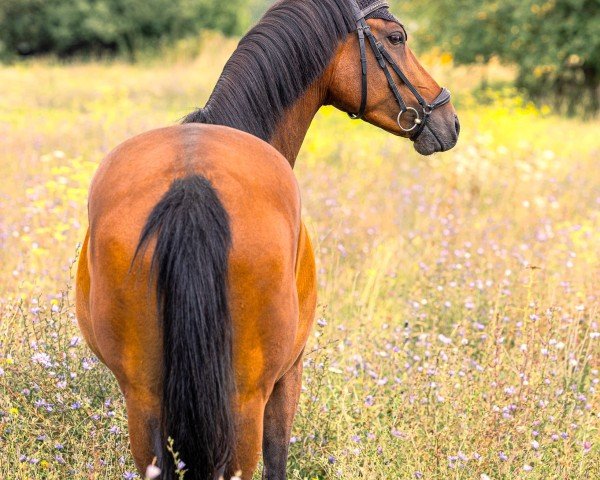 horse JJ Chewbacca (German Riding Pony, 2019, from Cosmopolitan NRW)