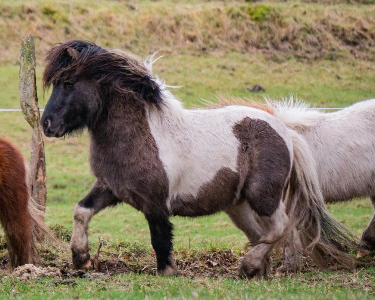 Pferd Inglourious Basterd vom Vreithof (Dt.Part-bred Shetland Pony, 2021, von Iggy Pop von der Harkrufe)