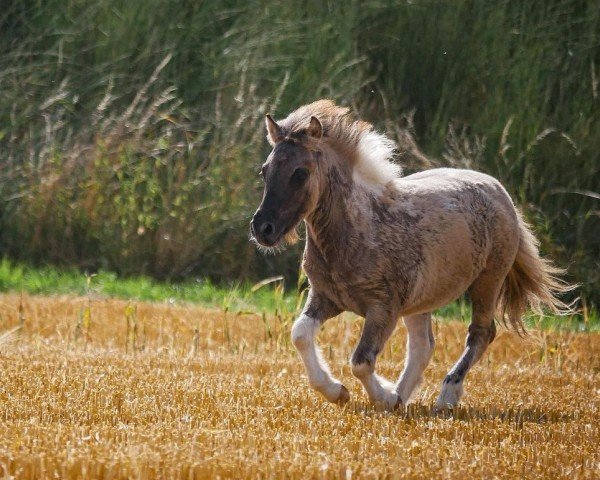 Deckhengst I'm a Rocketman vom Vreithof (Dt.Part-bred Shetland Pony, 2023, von Iggy Pop von der Harkrufe) Deckhengst I'm a Rocketman vom Vreithof (Dt.Part-bred Shetland Pony, 2023, von Iggy Pop von der Harkrufe)