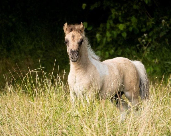 Deckhengst Ivory vom Vreithof (Dt.Part-bred Shetland Pony, 2024, von Iggy Pop von der Harkrufe)