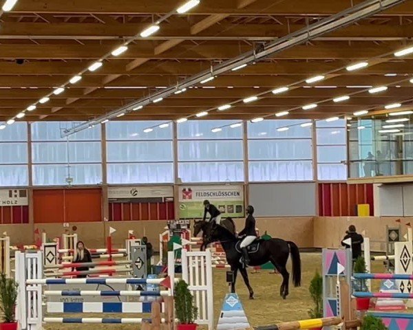 Reitturnier Aarau 2024