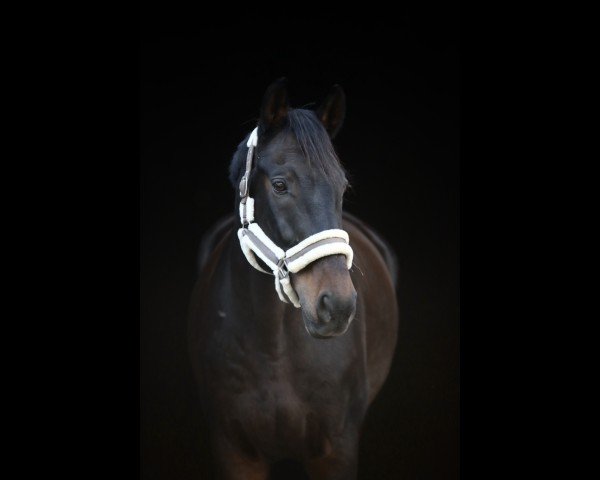 Dressurpferd Cadillac 63 (Westfale, 2012, von Captain Jack 44)