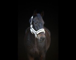 Dressurpferd Cadillac 63 (Westfale, 2012, von Captain Jack 44)
