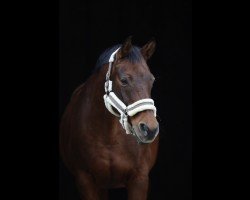 horse Caipirinha 54 (Oldenburg, 2004)