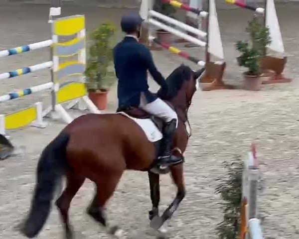Video of Diva 649