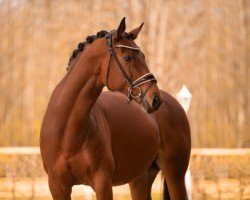 dressage horse Kiara Vio (German Sport Horse, 2017, from Fornsbacher)