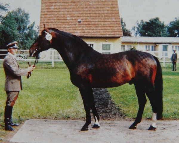 Deckhengst Jupiter II 2591 (Sachsen-Anhaltiner, 1970, von Julier 804) Deckhengst Jupiter II 2591 (Sachsen-Anhaltiner, 1970, von Julier 804)