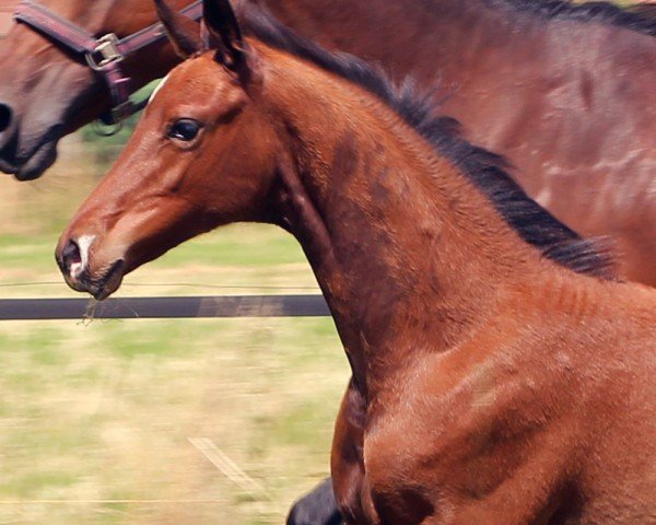 Pferd Fidelia de Lux (Hannoveraner, 2024, von Farrell)
