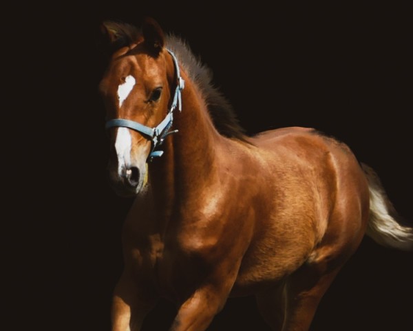 horse Electra SO (Mecklenburg, 2024, from Esmeraldo FM)