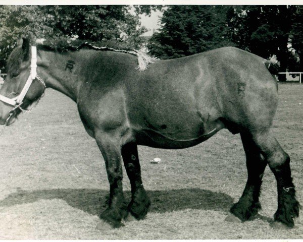 Zuchtstute Unica von Haus Kemmerhof (Rheinisch-Deutsches Kaltblut, 1948, von Gamin du Onze RS (S) 362)