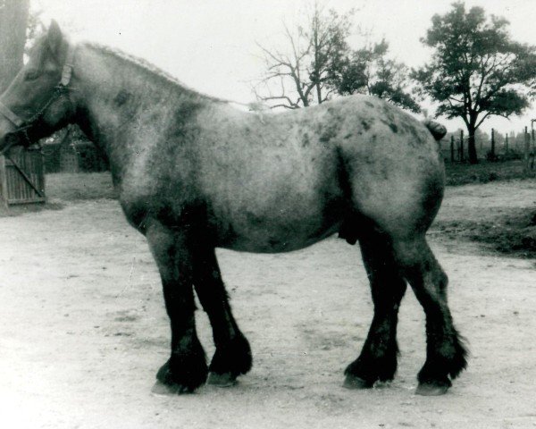 stallion Faxim von Roosenhof (Rhenish-German Cold-Blood, 1948, from Favorit (S) 318)