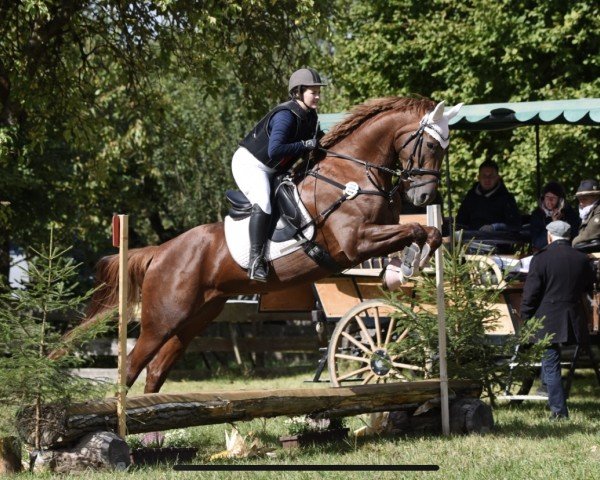 broodmare Destiny (unknown, 2018, from Don Royal)