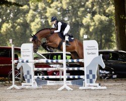 Caballo de salto Charlie Brown 146 (Caballo de Deporte Alemán, 2017, de Captain Olympic)