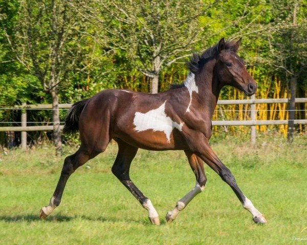 stallion Orient d'Aghan (Selle Français, 2024, from Diamant de Semilly)