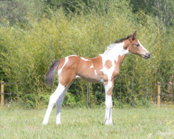 horse L'Una d'Aghan (Selle Français, 2021, from Gfe Eden du Rouet)