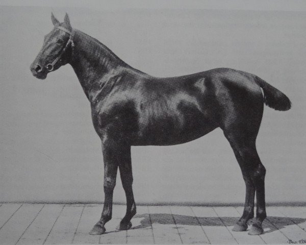 broodmare Viola (Holsteiner, 1901, from Ali)